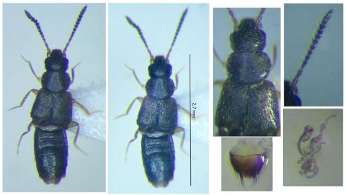 Atheta castanoptera